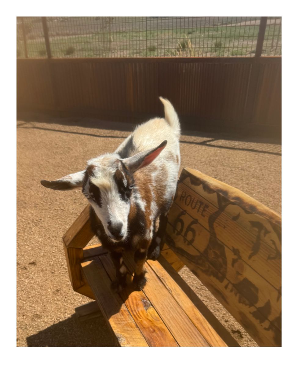 A goat with plenty of personality