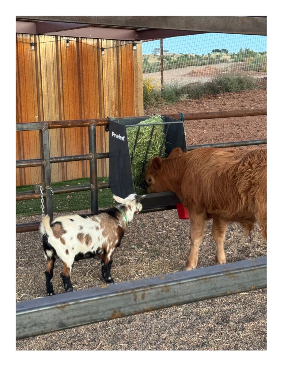 A little goat meets a ranch companion