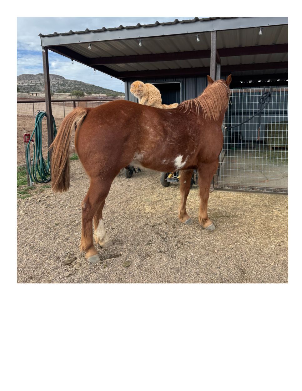 A horse and a feline friend