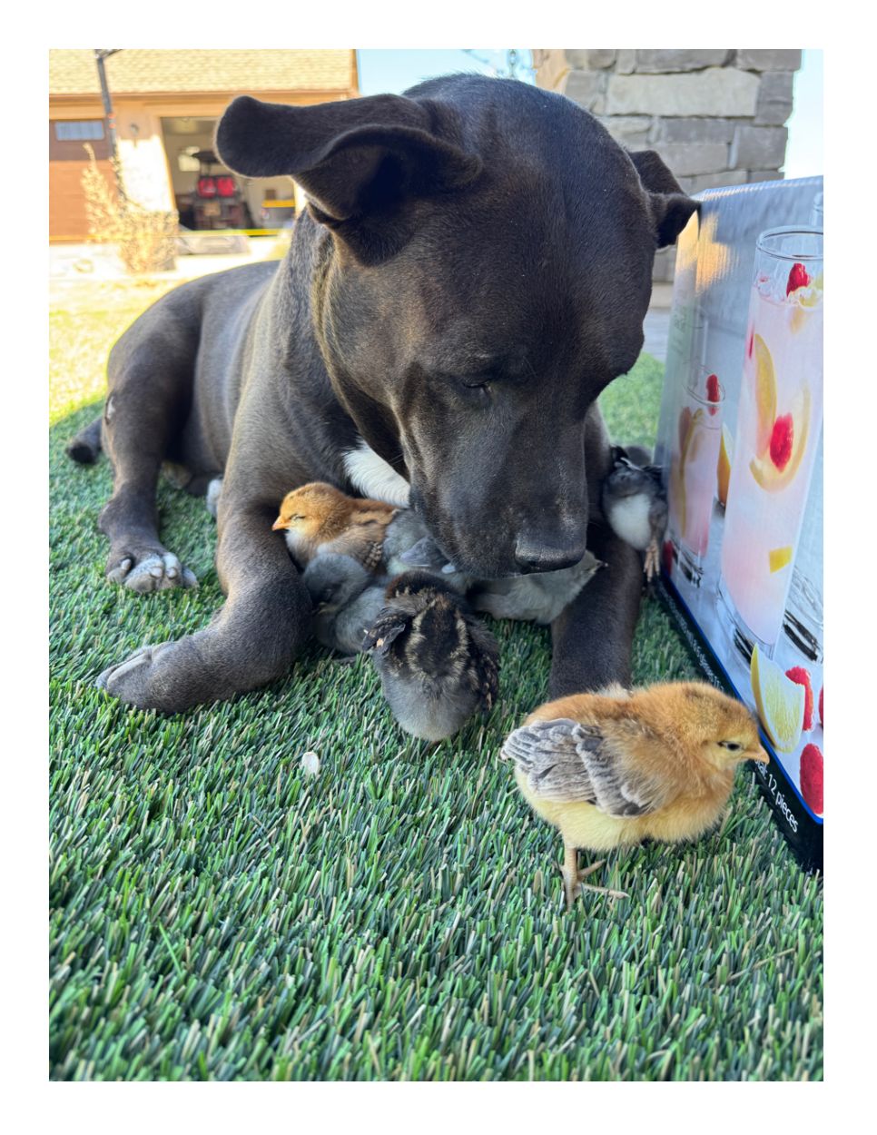 A gentle moment with the animals