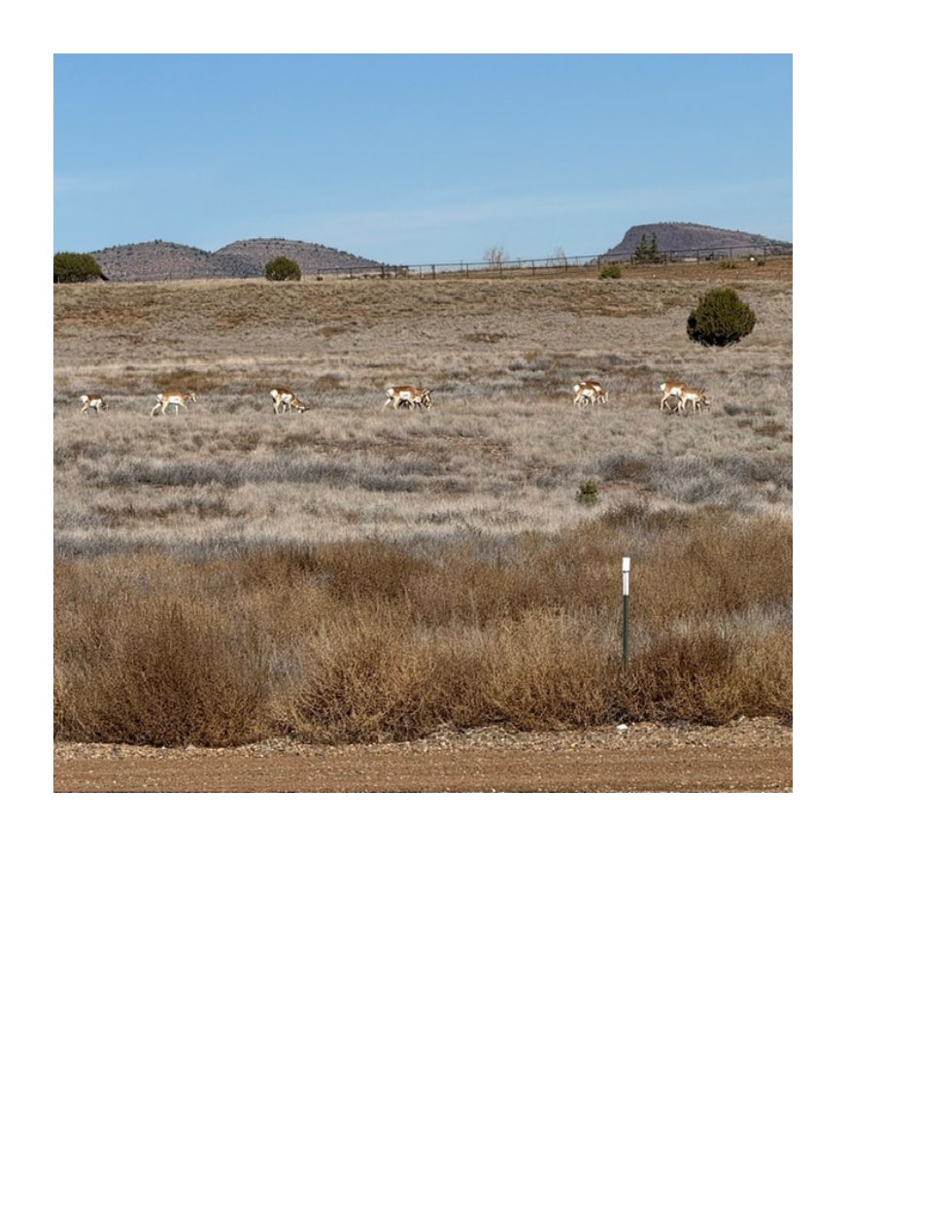 Wildlife across the open landscape