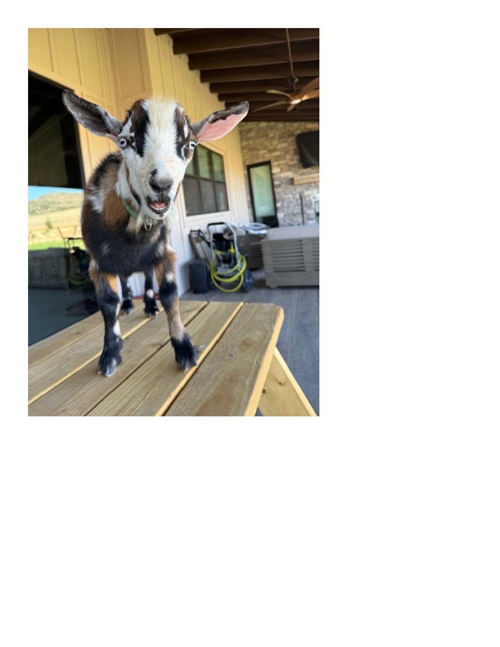 A curious little goat