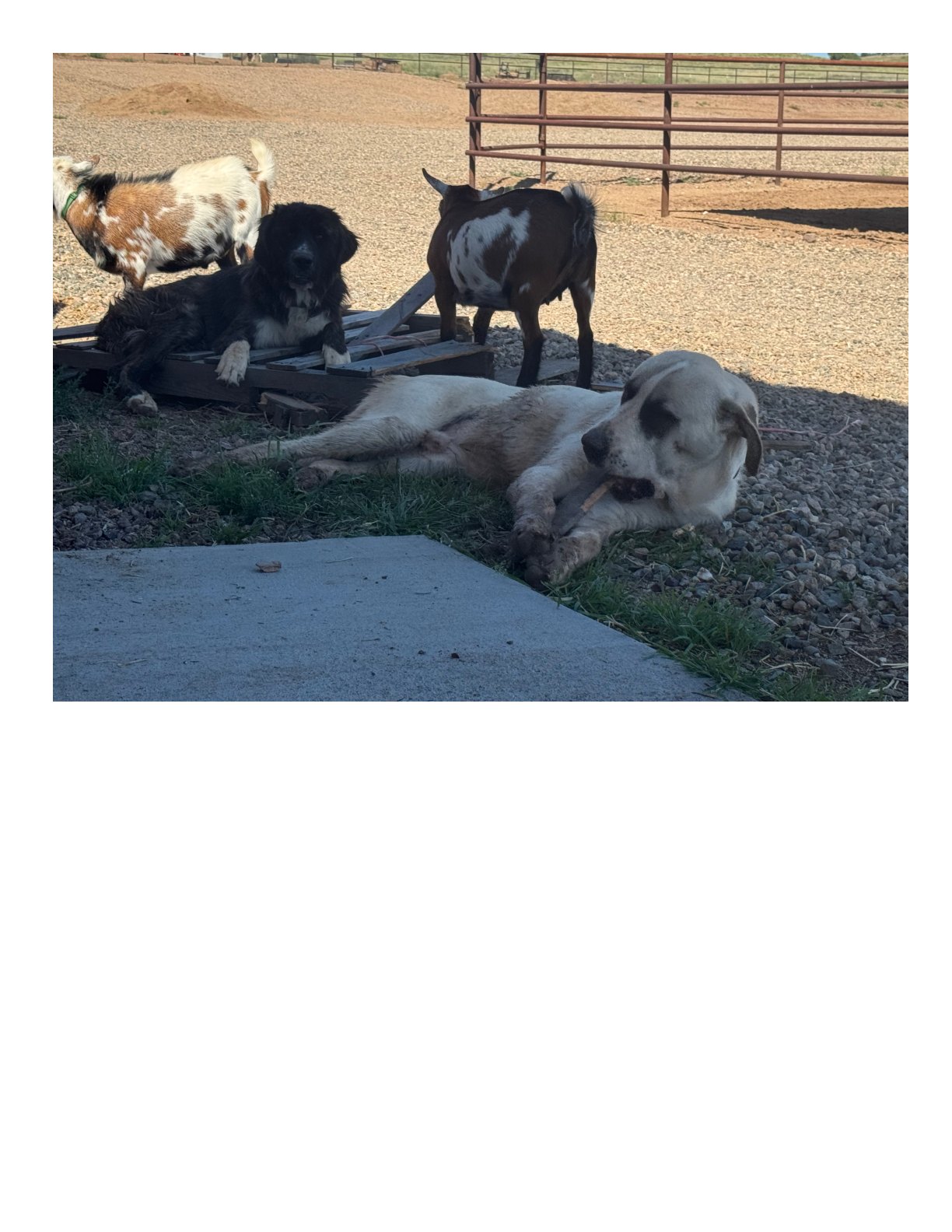 Our four-legged ranch family relaxing together